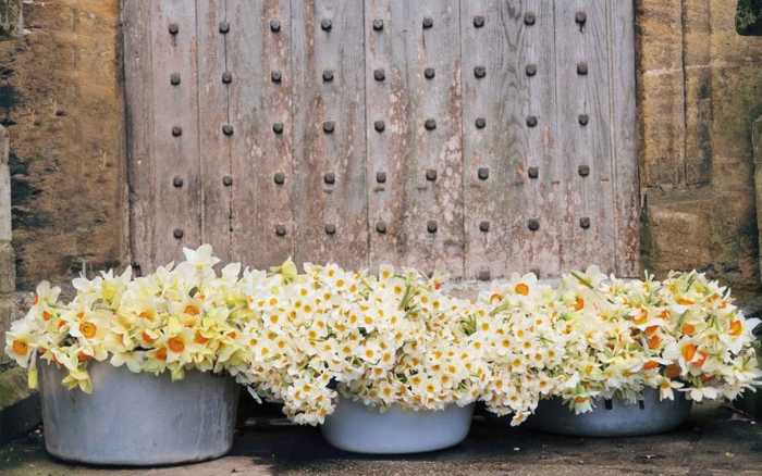 daffodils
