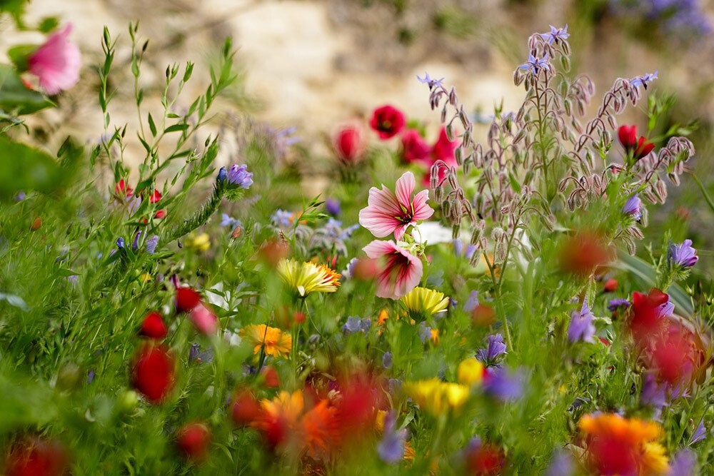 Garden Photography | Forde Abbey